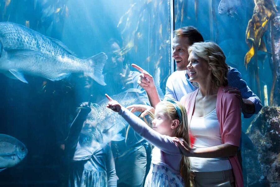 Chicago: 1-5 Day Attraction Pass with Shedd Aquarium - Shedd Aquarium: Plan for Time, and Use the Pass to Beat Ticket Friction
