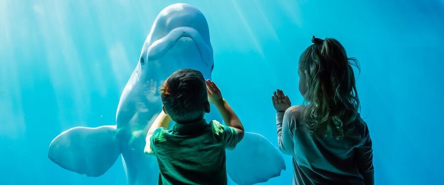 Chicago CityPASS®: Save up to 49% at 5 Top Attractions - Who should buy Chicago CityPASS, and who should skip it