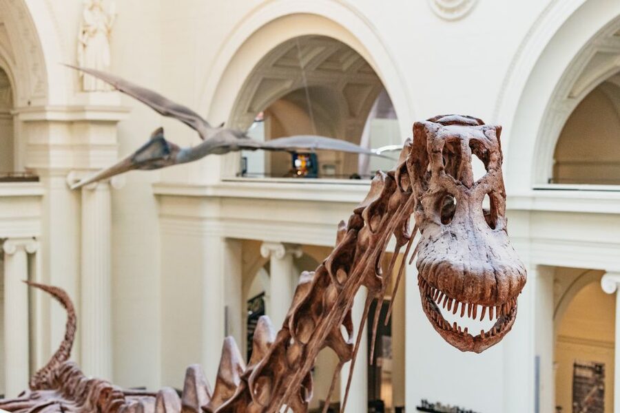Chicago: Field Museum of Natural History Ticket or VIP Tour - Key Points That Make This Visit Worth Planning