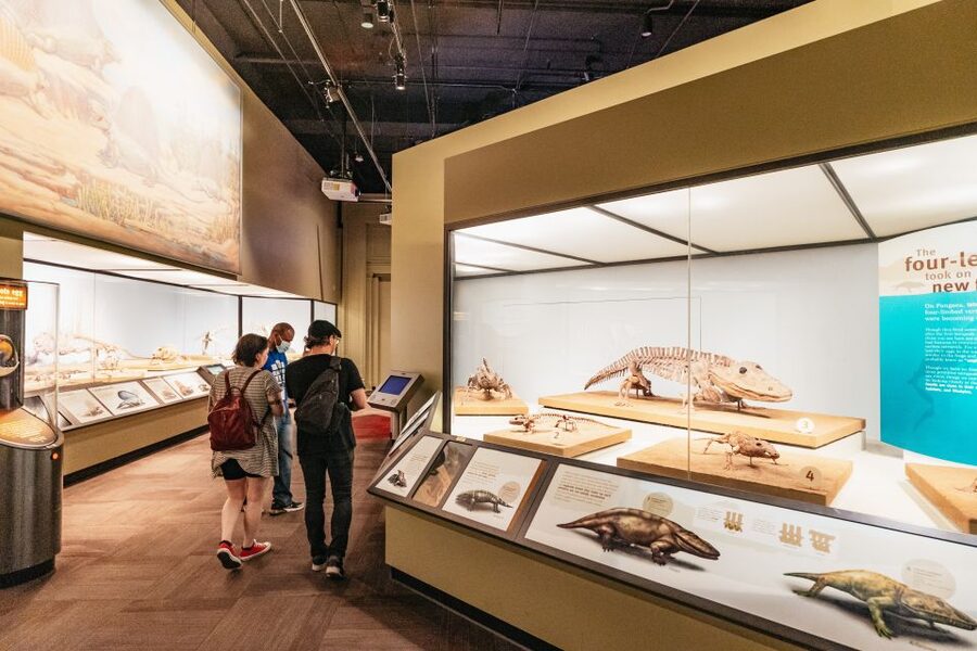Chicago: Field Museum of Natural History Ticket or VIP Tour - The Ticketed Exhibitions and the 3-D Movie Timing You Should Not Ignore