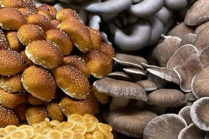 Explore Chicago’s Indoor Mushroom Farm Experience - Key Highlights You Should Know Before You Go