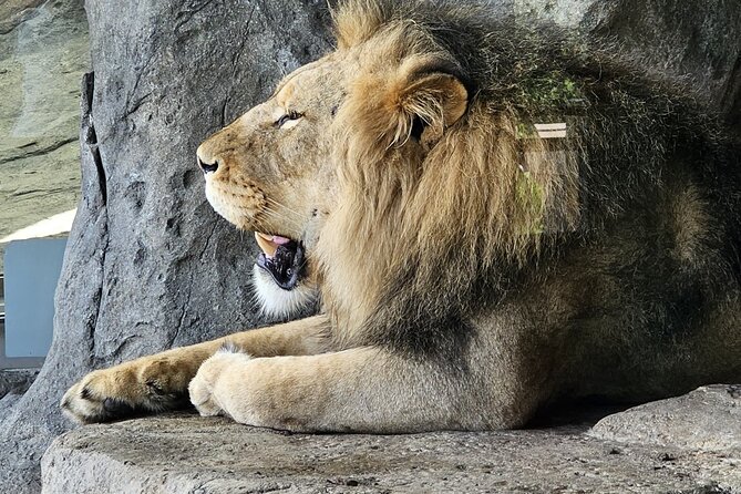 Lincoln Park Nature Museum & Zoo Private Walking Tour - Key highlights to know before you go