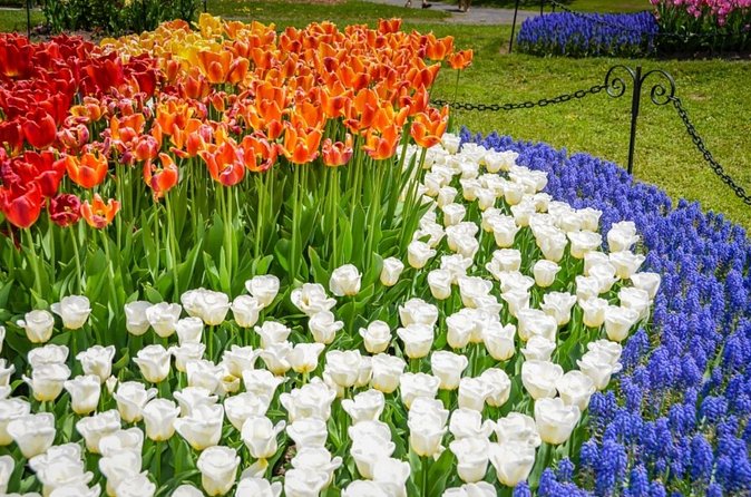 Windmill Island Gardens Day Tour from Chicago – Kids Save 50% - Why This Early Start Works for Spring Tulips